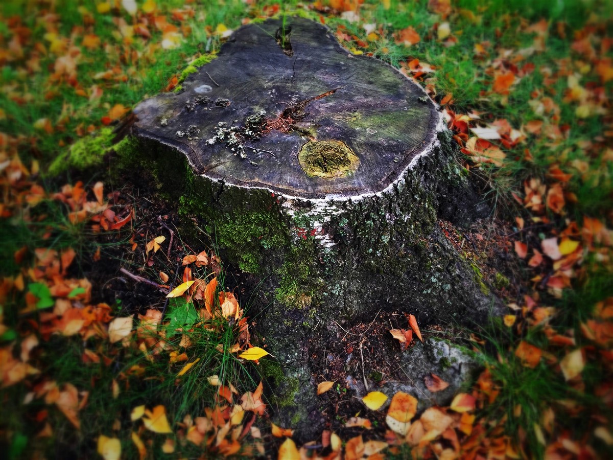 Coût pour l'enlèvement de souches d'arbres