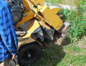 enlèvement de souches d'arbres