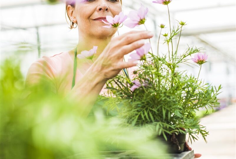 grimpante parfumée dans un petit jardin urbain