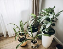 plus belles plantes d'intérieur