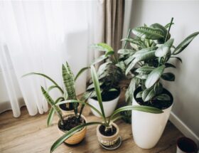 plus belles plantes d'intérieur