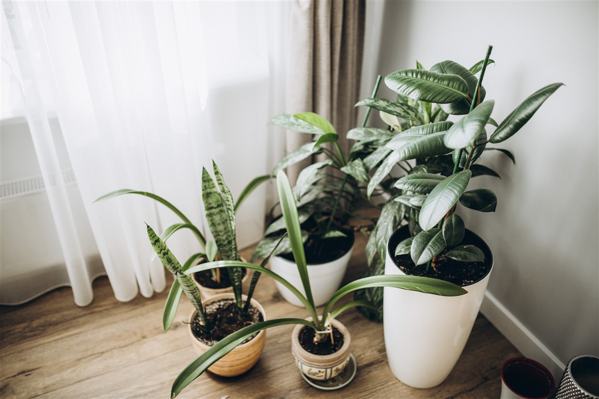 plus belles plantes d'intérieur