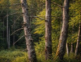 découvrez comment reconnaître les signes indiquant qu'un arbre est mort avant l'automne pour agir rapidement et préserver votre environnement.