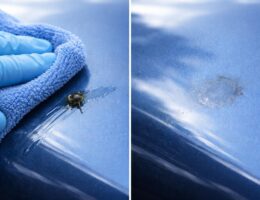 découvrez pourquoi il est crucial de nettoyer rapidement la crotte de mouche sur la peinture pour éviter les dégâts et préserver l'éclat de vos surfaces peintes.