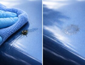découvrez pourquoi il est crucial de nettoyer rapidement la crotte de mouche sur la peinture pour éviter les dégâts et préserver l'éclat de vos surfaces peintes.