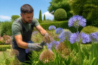 découvrez pourquoi il est important de couper les fleurs fanées des agapanthes et comment cette pratique peut stimuler une nouvelle floraison abondante et saine.